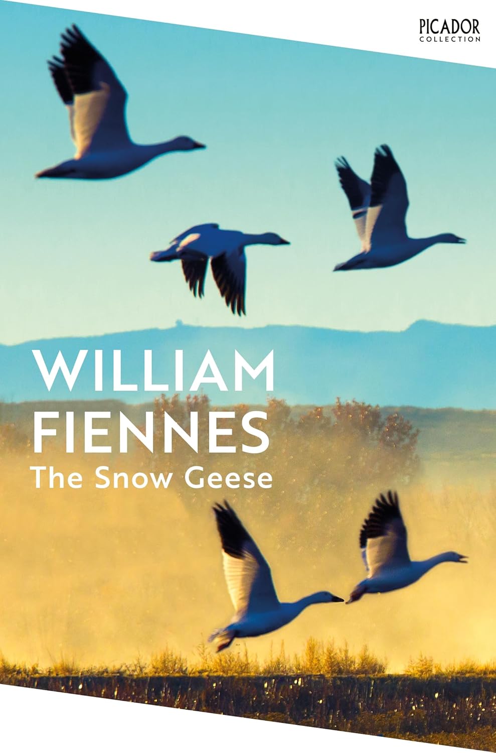 The Snow Geese By William Fiennes