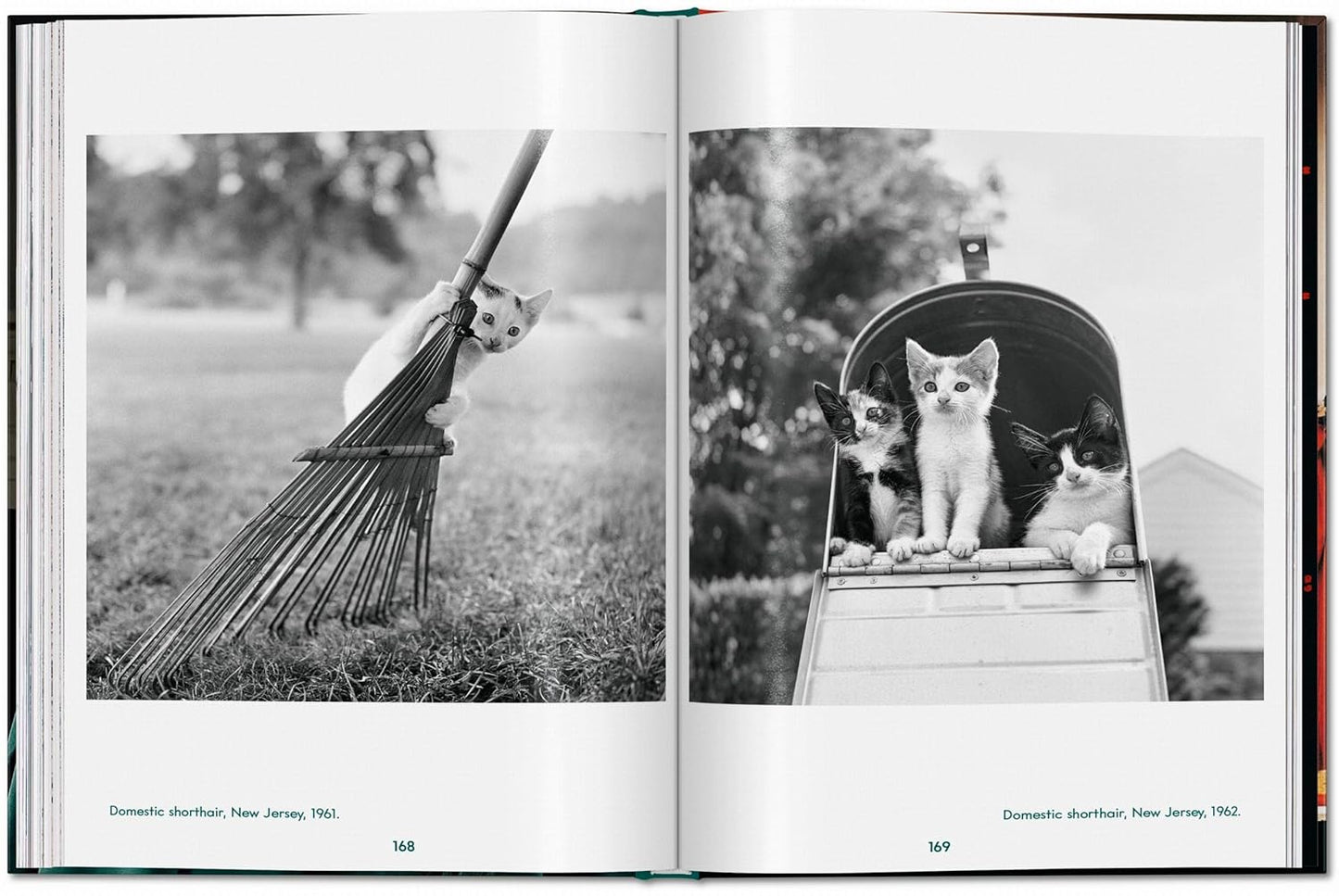 Walter Chandoha. Cats. Photographs 1942–2018 (Hardback)