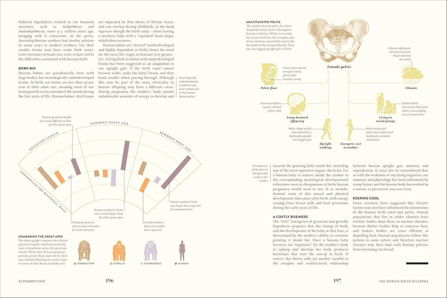 Humans: The Evolution of a Species (Hardback)
