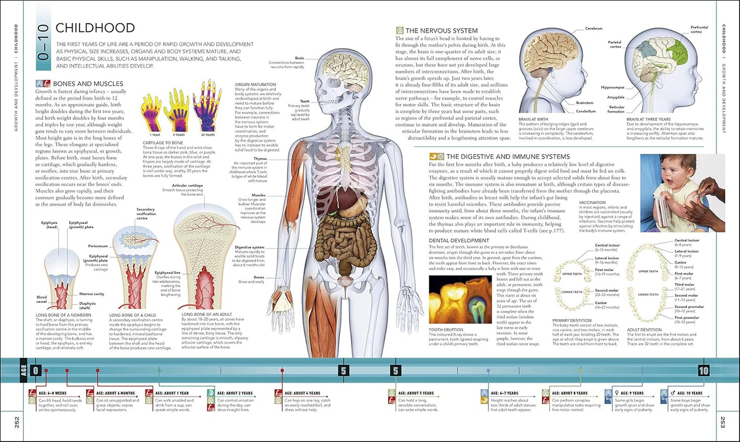 The Human Body Book - DK Human Body Guides (Hardback)