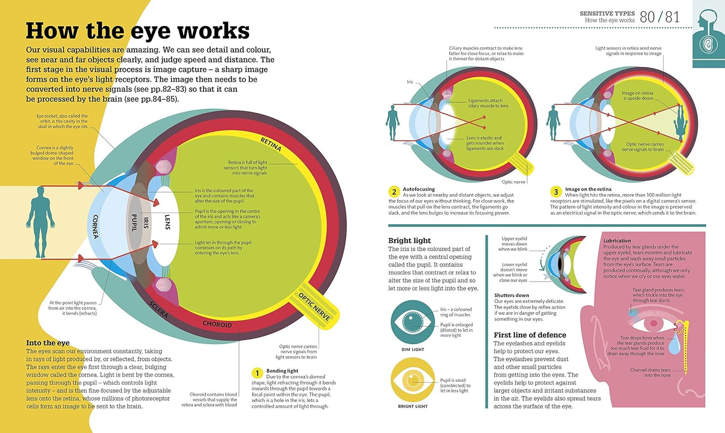 How the Body Works: The Facts Simply Explained - DK How Stuff Works (Hardback)
