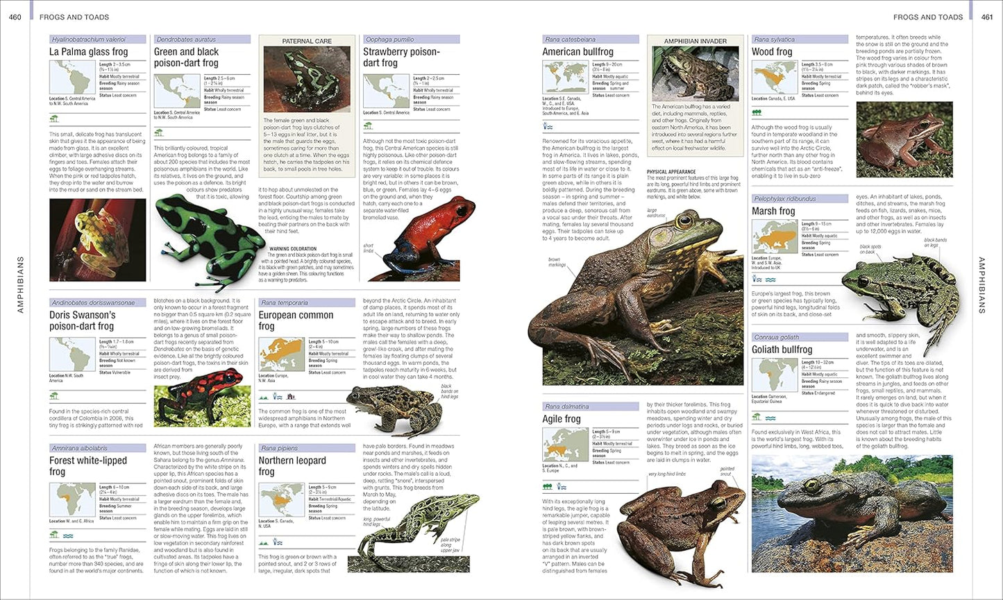 Animal: The Definitive Visual Guide - DK Definitive Visual Encyclopedias (Hardback)
