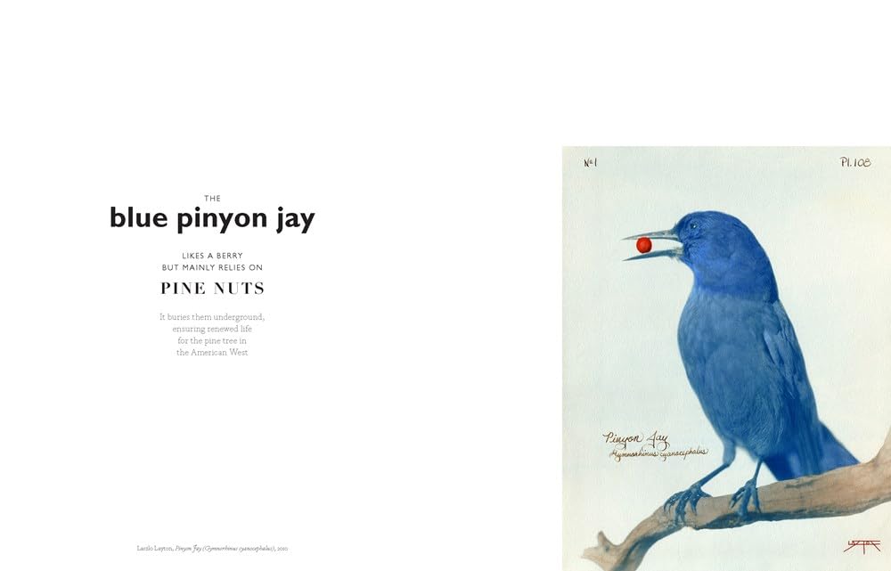 The Book of the Bird: Birds in Art