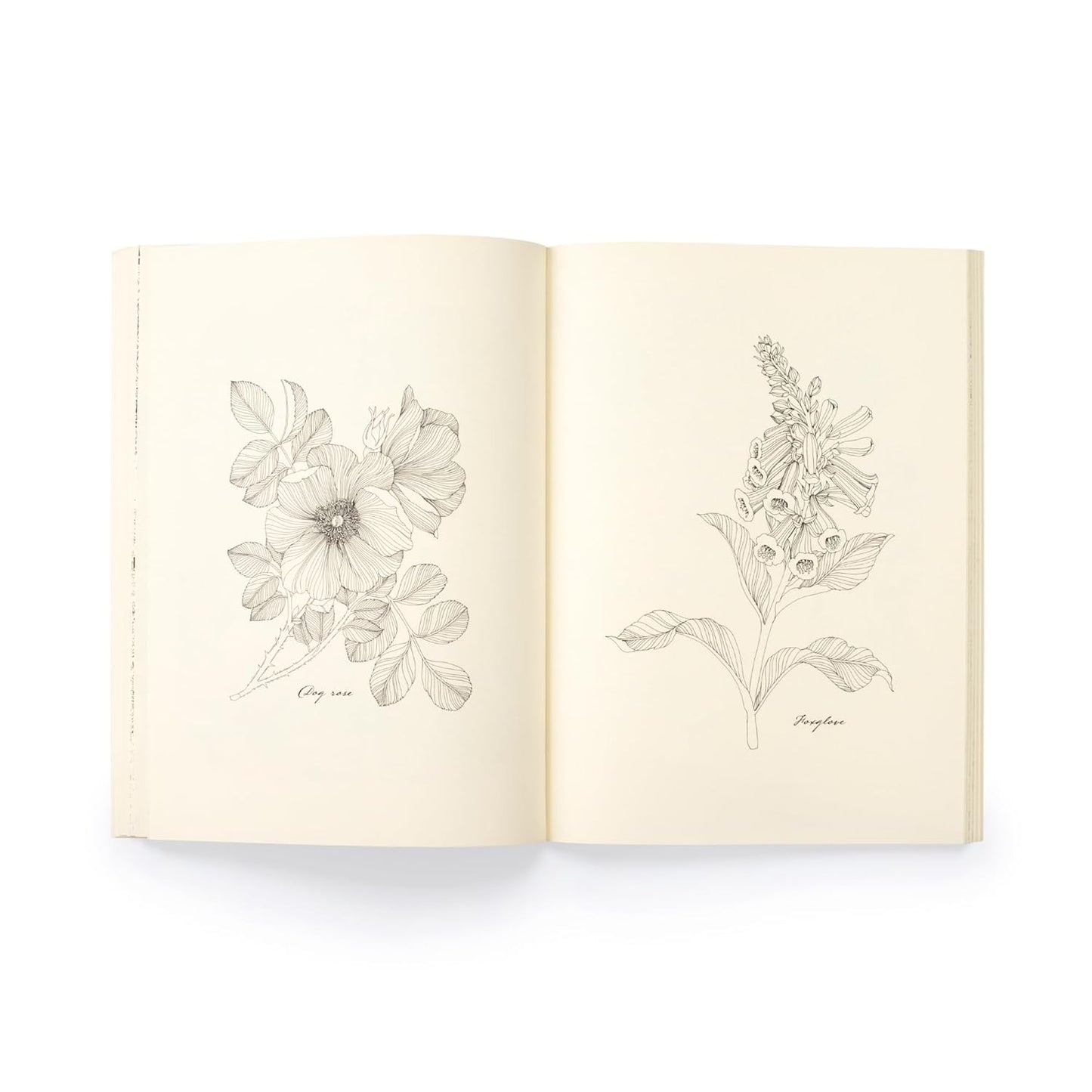 Floribunda Year: A Flower Colouring Companion (Paperback)