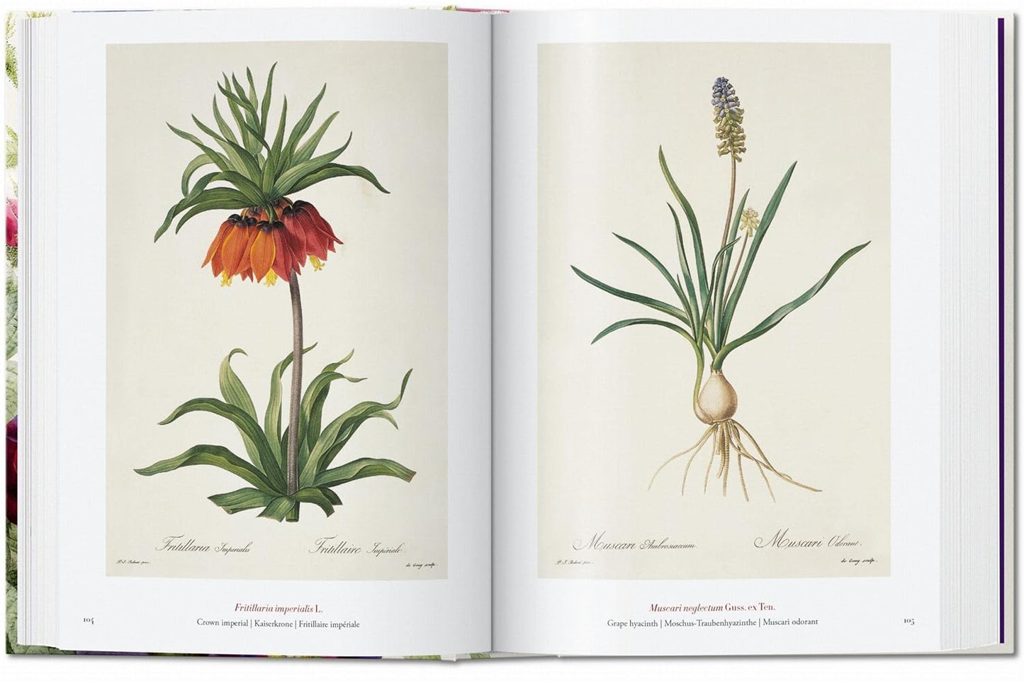 Redouté. The Book of Flowers. 45th Ed. - 45th Edition (Hardback)