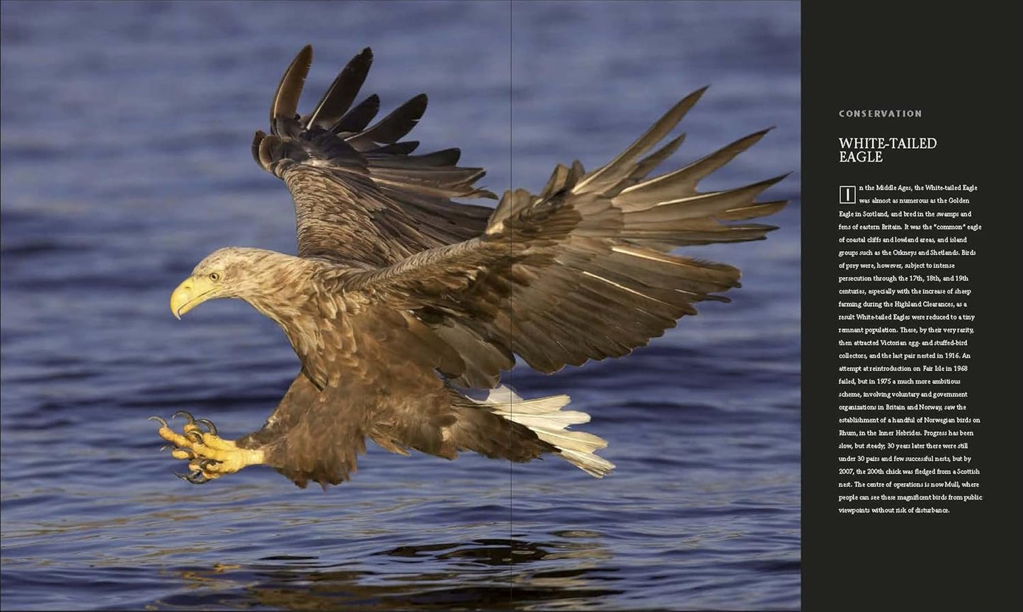 Wildlife of Britain and Ireland: Over 1,400 Species in Incredible Photographic Detail (Hardback)