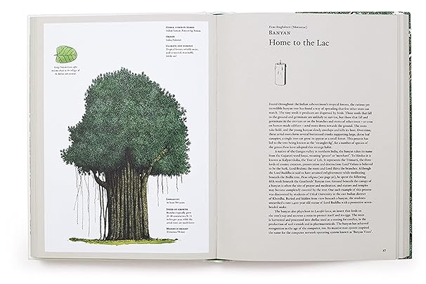 The Story of Trees: And How They Changed the Way We Live (Hardback)