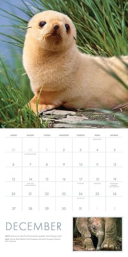2026 Baby Animals Wall Calendar: Art Wolfe's Wild Lives
