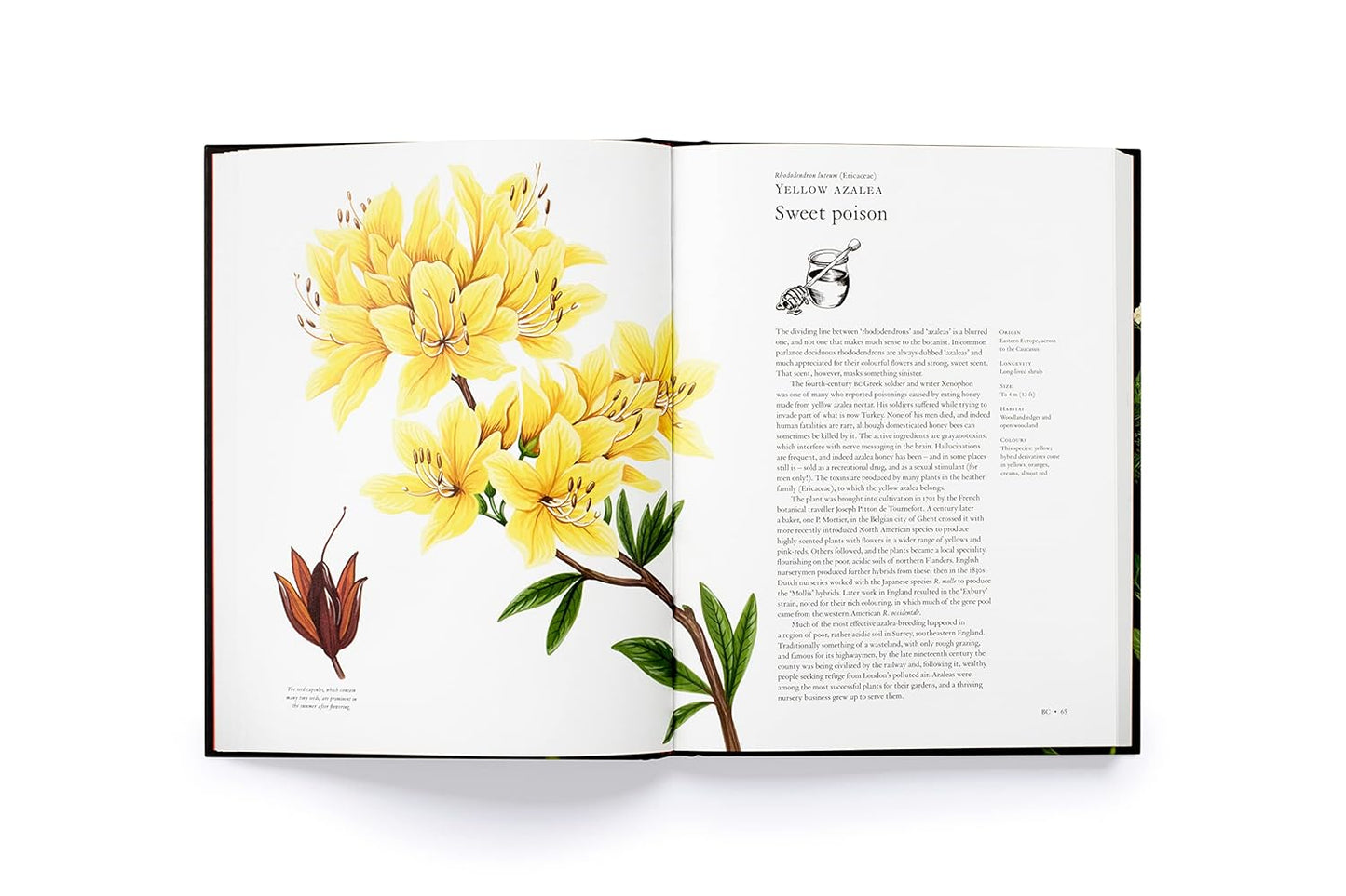 The Story of Flowers: And How They Changed the Way We Live (Hardback)