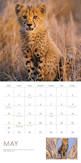 2026 Baby Animals Wall Calendar: Art Wolfe's Wild Lives