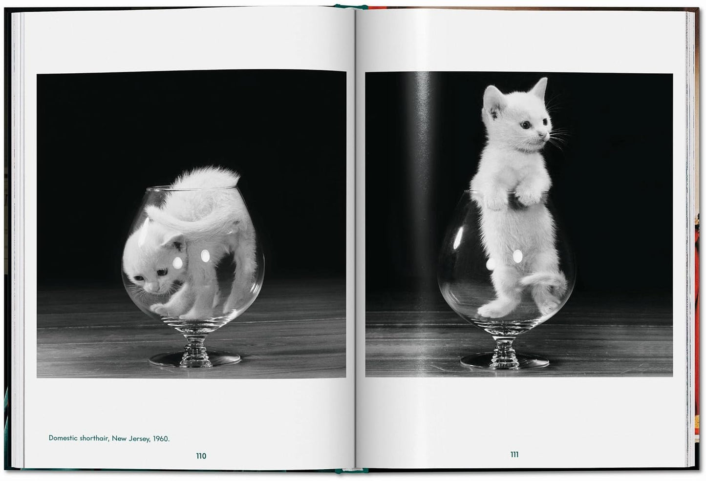 Walter Chandoha. Cats. Photographs 1942–2018 (Hardback)
