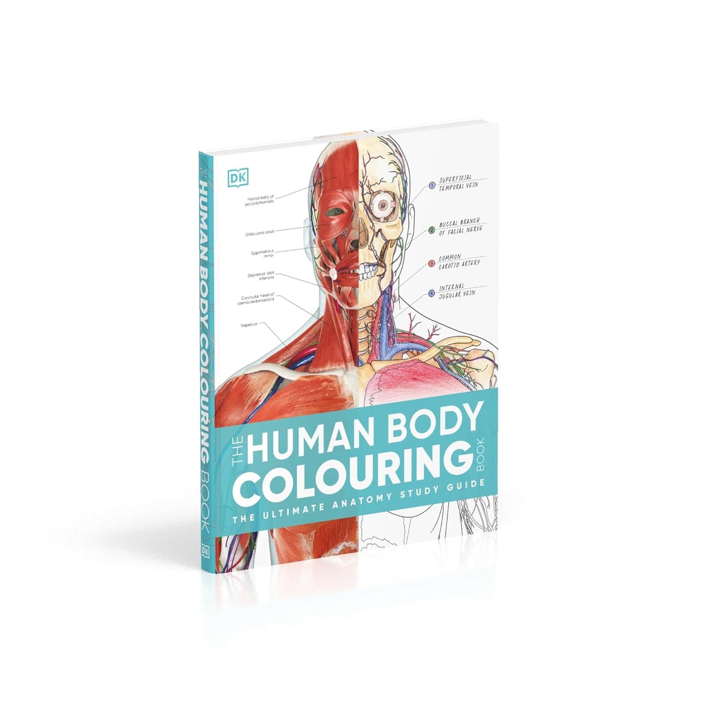 The Human Body Colouring Book: The Ultimate Anatomy Study Guide - DK Human Body Guides (Paperback)