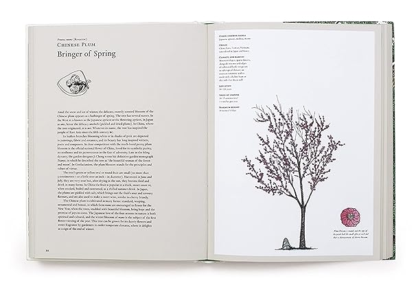 The Story of Trees: And How They Changed the Way We Live (Hardback)