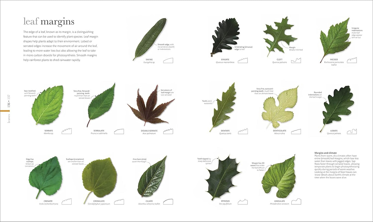 The Science of Plants: Inside their Secret World - DK Secret World Encyclopedias (Hardback)