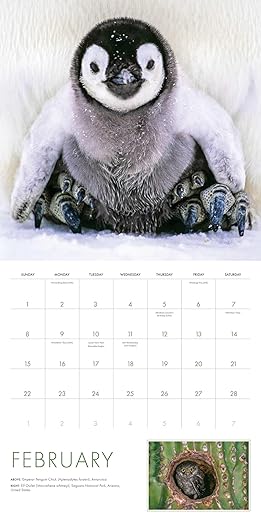 2026 Baby Animals Wall Calendar: Art Wolfe's Wild Lives