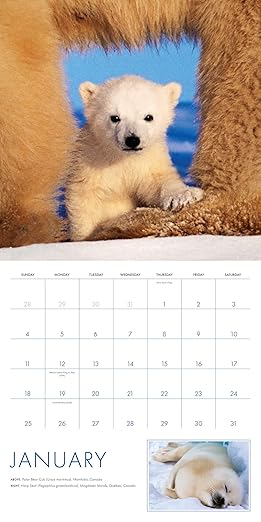 2026 Baby Animals Wall Calendar: Art Wolfe's Wild Lives