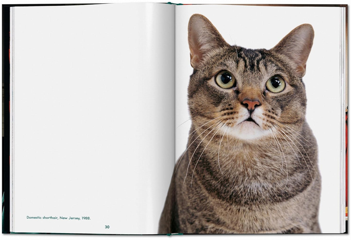 Walter Chandoha. Cats. Photographs 1942–2018 (Hardback)