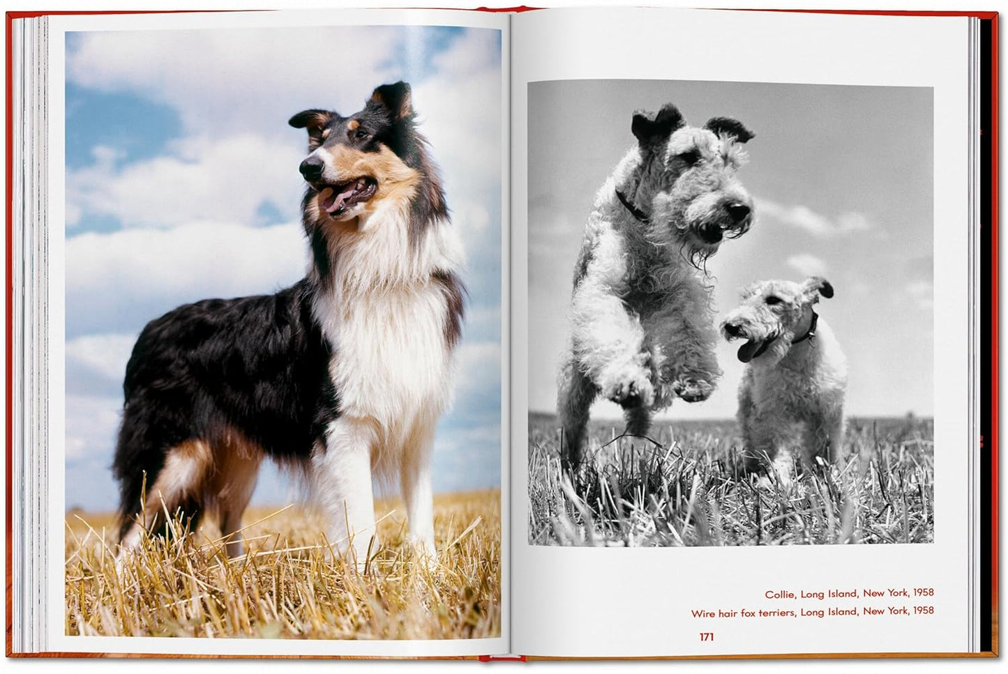 Walter Chandoha. Dogs. Photographs 1941–1991 (Hardback)