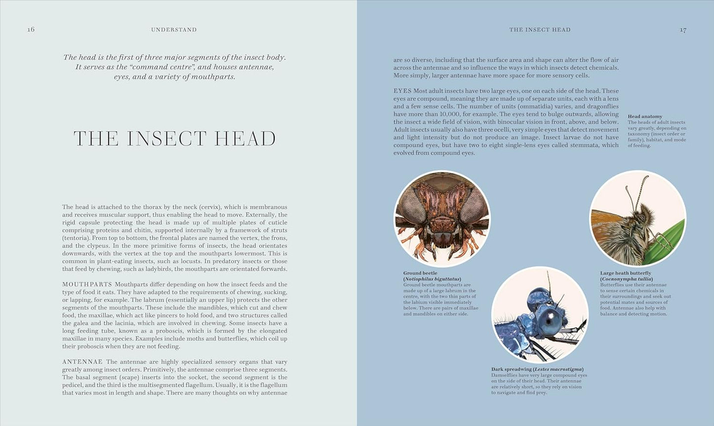 RES Insects: Discover the Science and Secrets Behind the World of Insects - Science and Secrets of Natural History (Hardback)