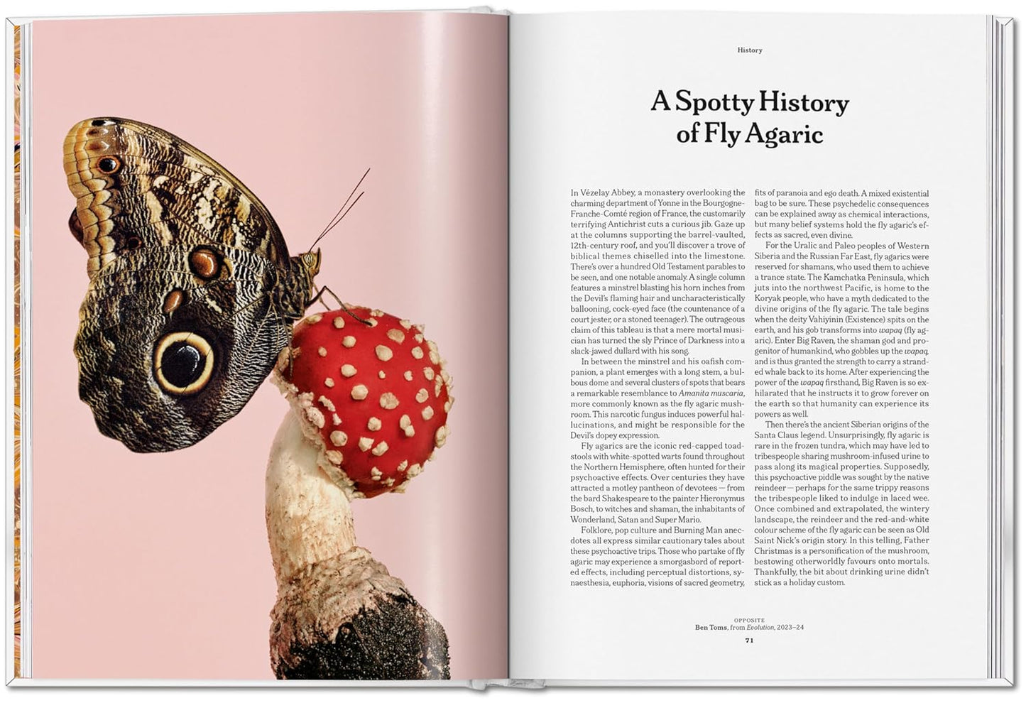 The Gourmand's Mushroom (Hardback)