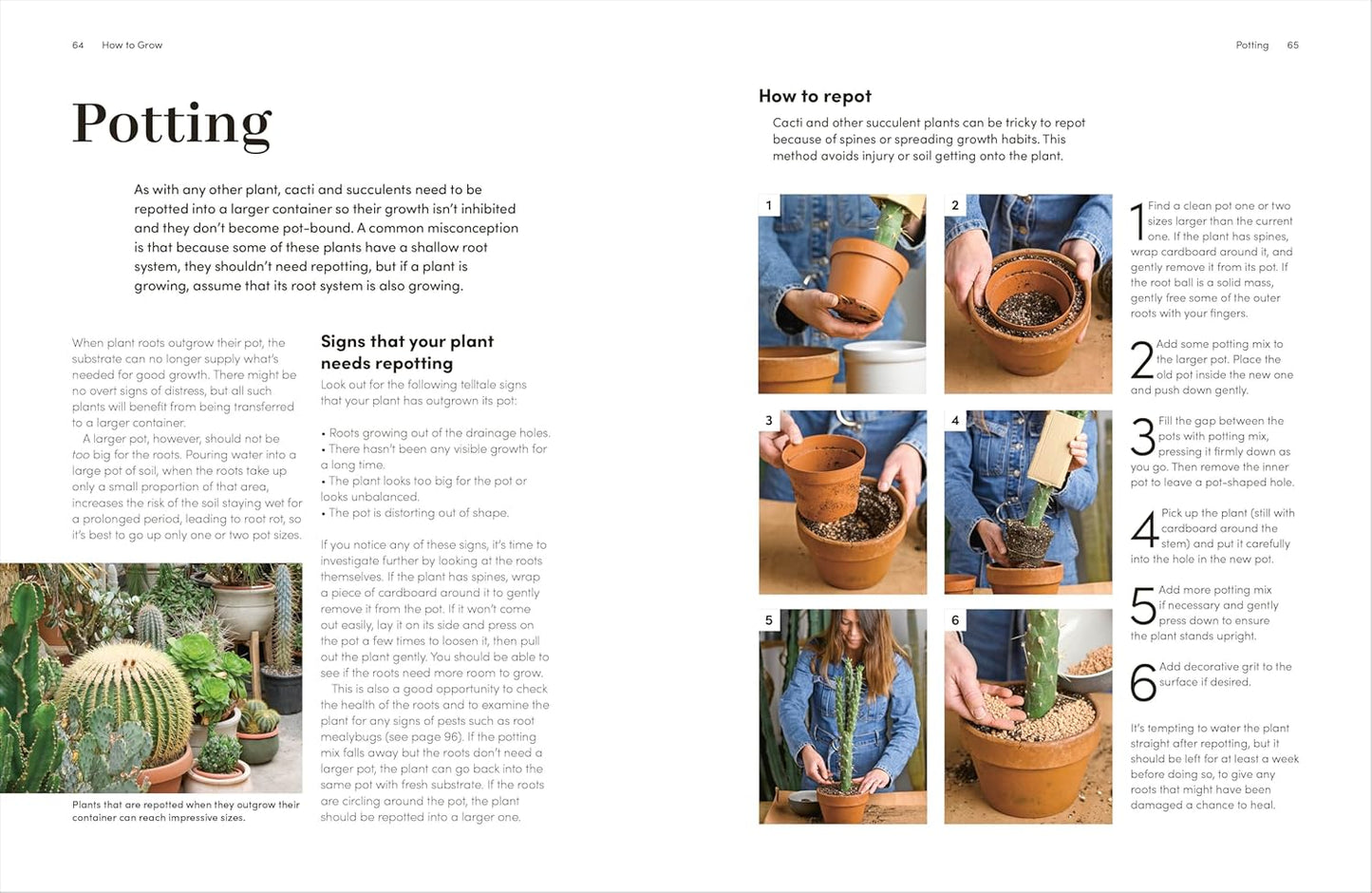 Cacti and Succulents: The Plant Rescuer's On-point Advice to Keep Your Plants Looking Sharp (Hardback)