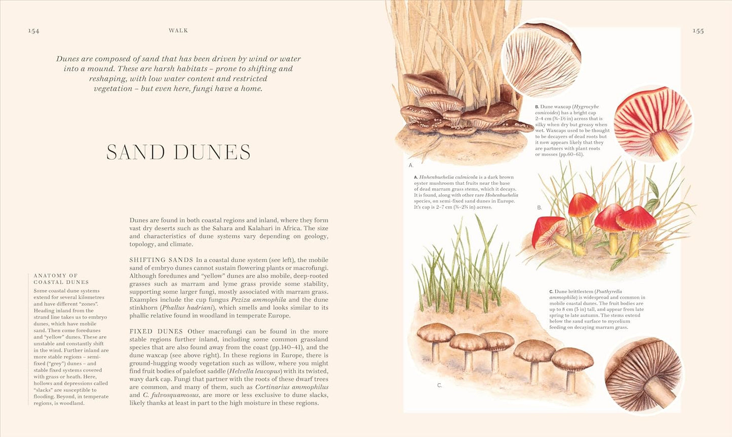 Fungi: Discover the Science and Secrets Behind the World of Mushrooms - Science and Secrets of Natural History (Hardback)
