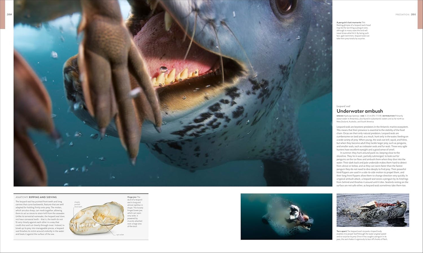 Animal Behaviour: Stories of Instinct, Intelligence and Adaptation - DK Definitive Visual Encyclopedias (Hardback)