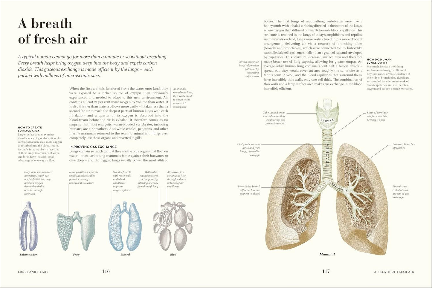Humans: The Evolution of a Species (Hardback)