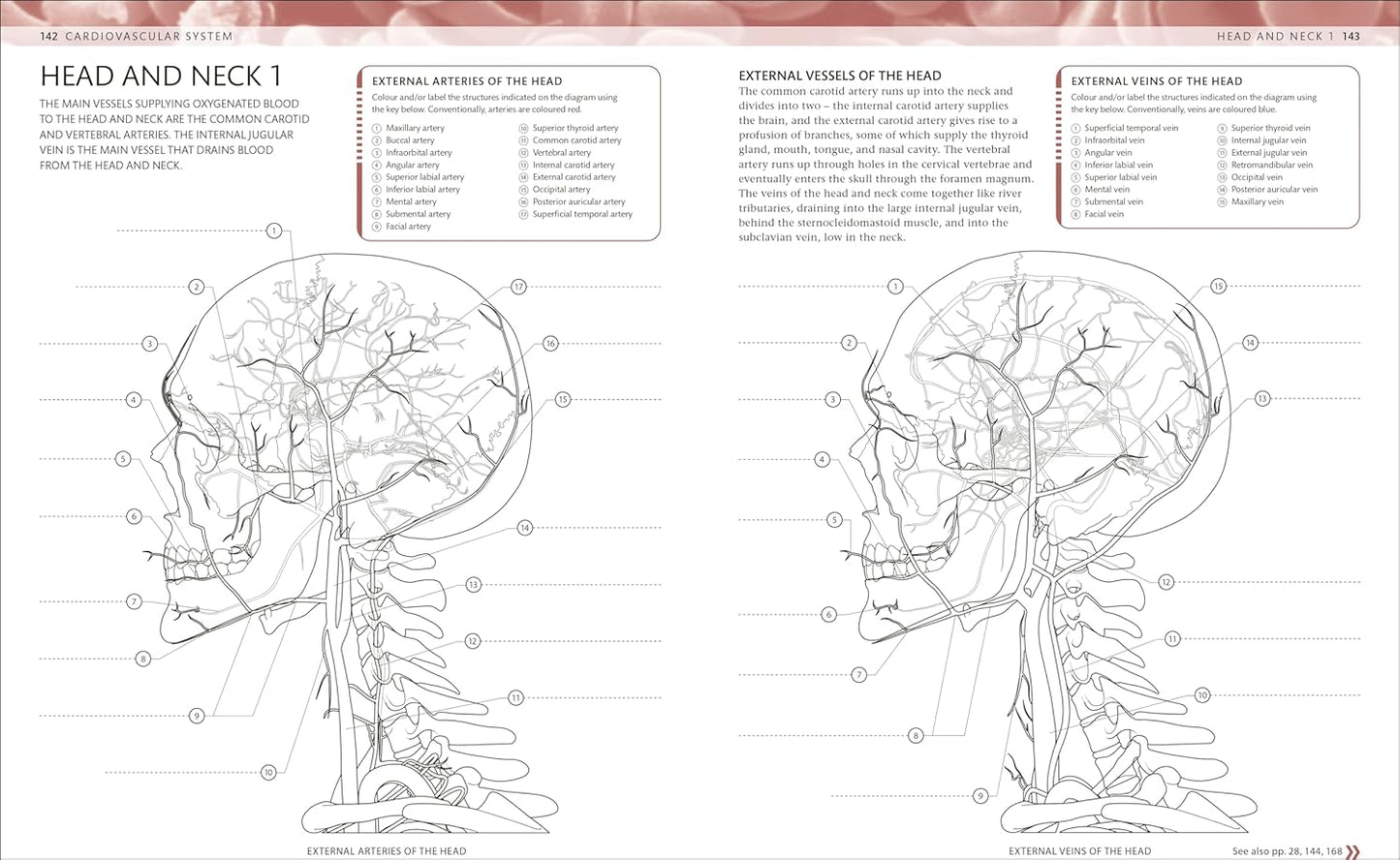 The Human Body Colouring Book: The Ultimate Anatomy Study Guide - DK Human Body Guides (Paperback)