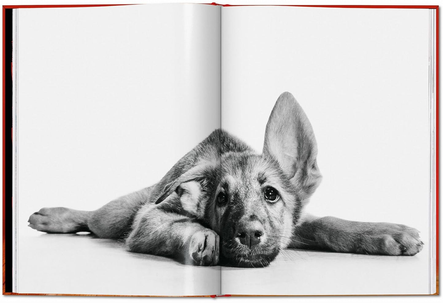 Walter Chandoha. Dogs. Photographs 1941–1991 (Hardback)