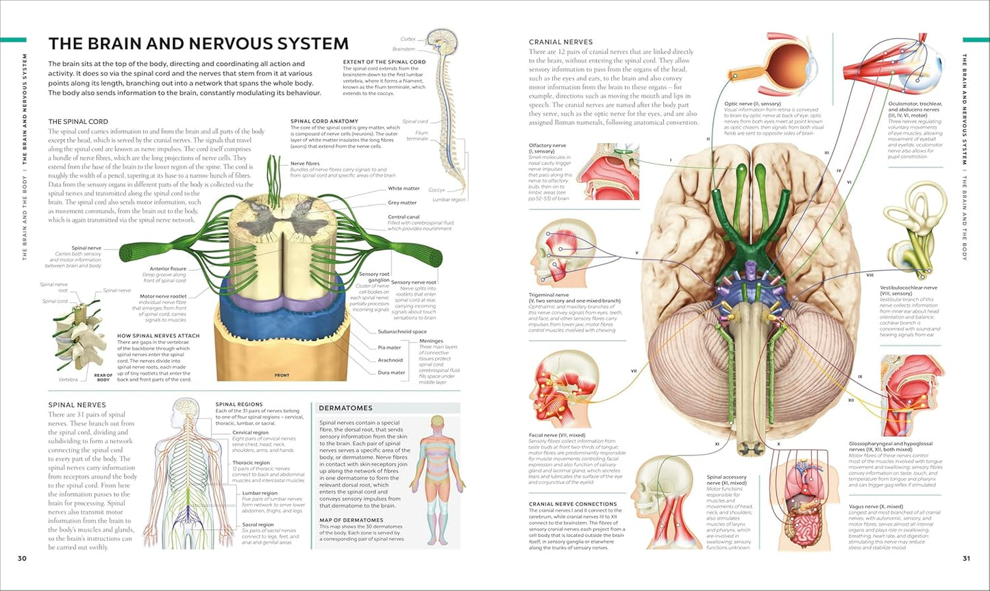 The Brain Book: A Visual Guide to Structure and Function - DK Human Body Guides (Hardback)