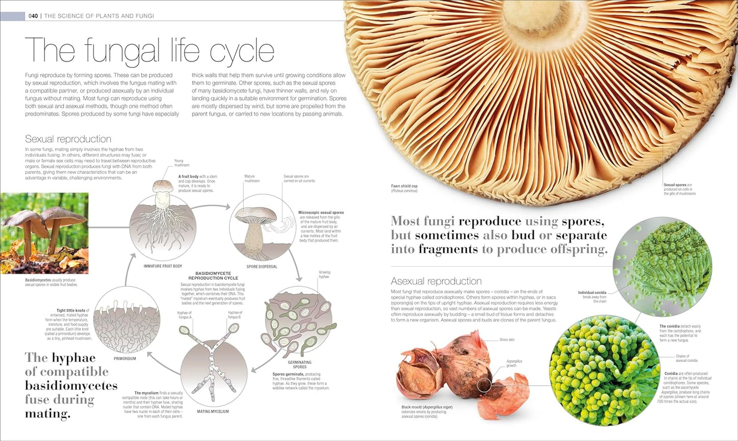Plants and Fungi: The Definitive Visual Guide - DK Definitive Visual Encyclopedias (Hardback)