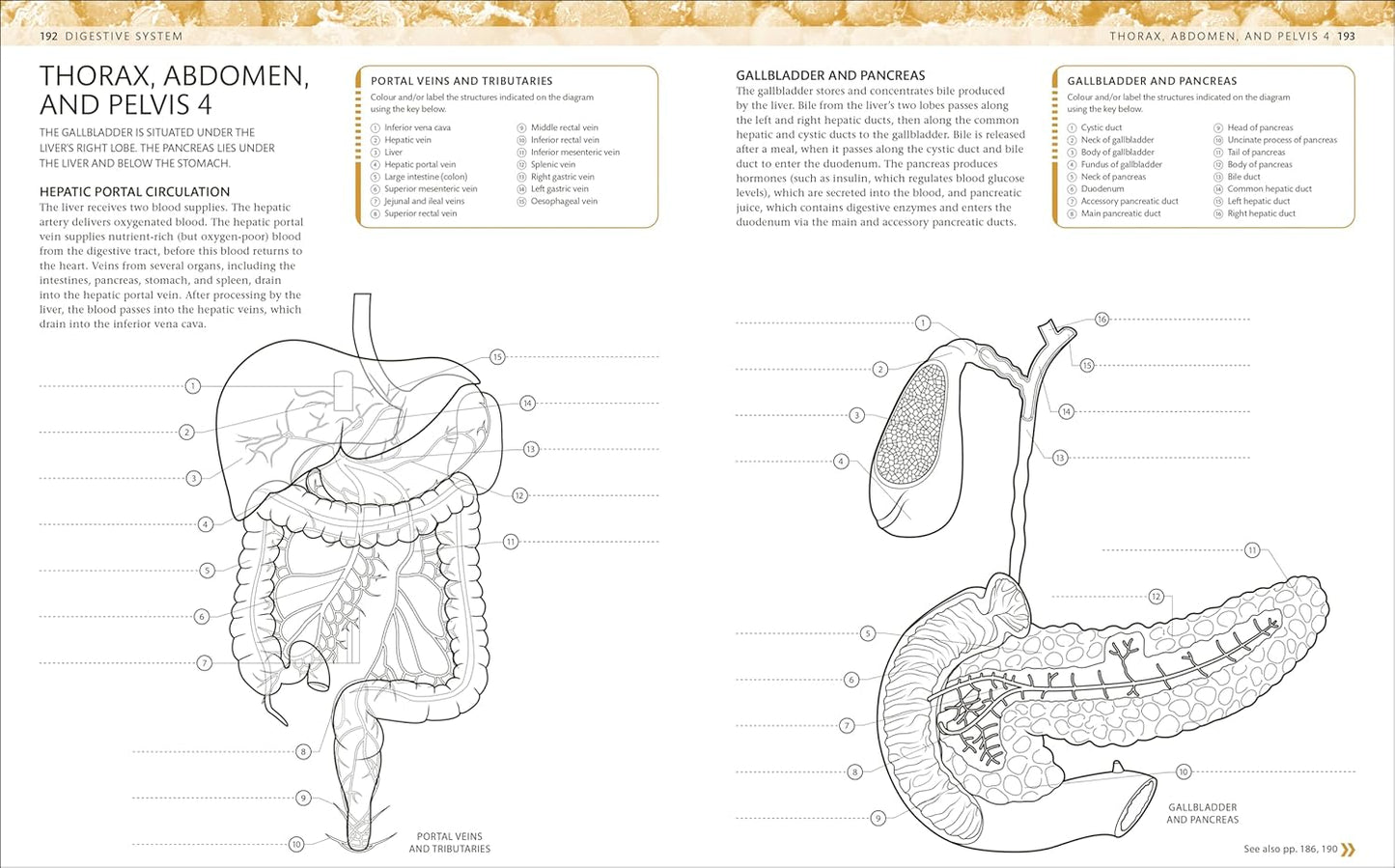 The Human Body Colouring Book: The Ultimate Anatomy Study Guide - DK Human Body Guides (Paperback)