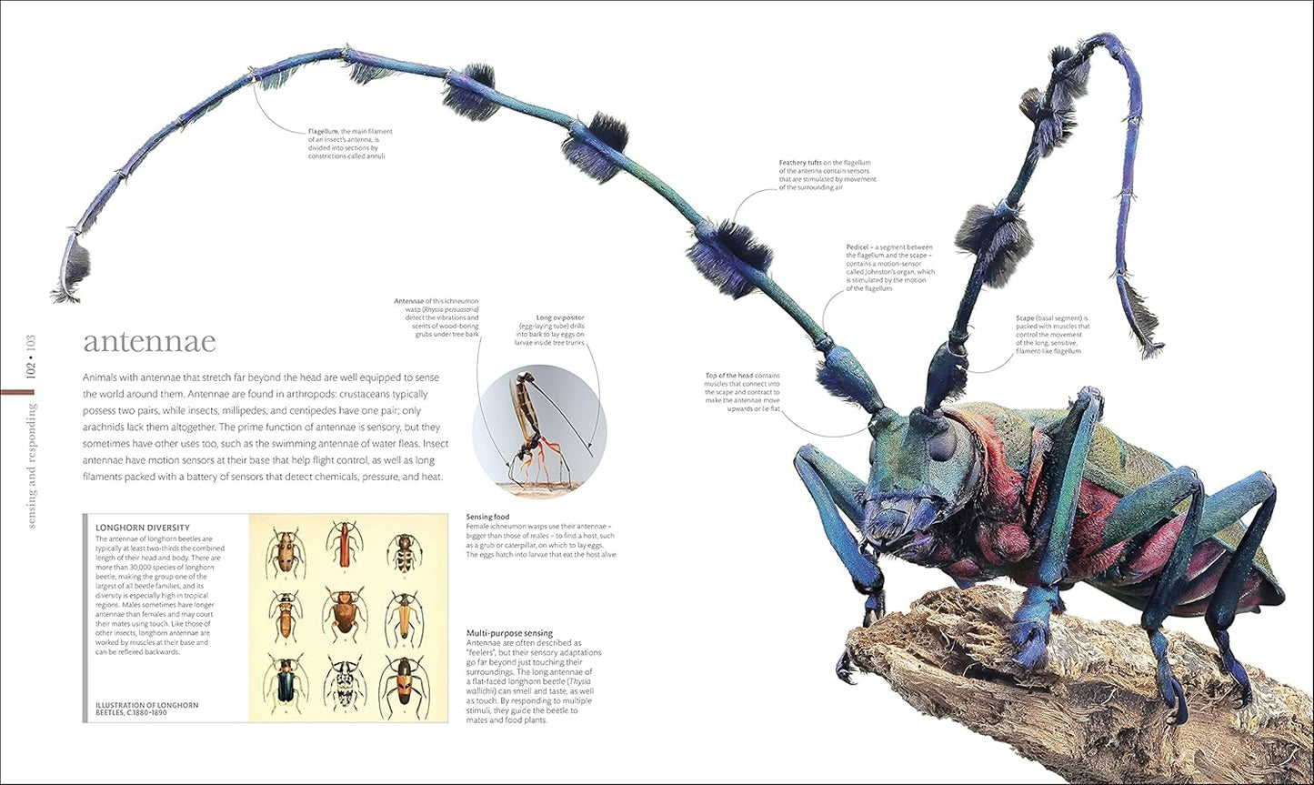 Micro Life: Miracles of the Miniature World Revealed - DK Secret World Encyclopedias (Hardback)