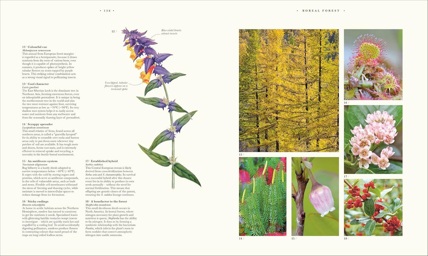 Atlas of Botany: An Exploration of Plants Across Time and Around the World (Hardback)