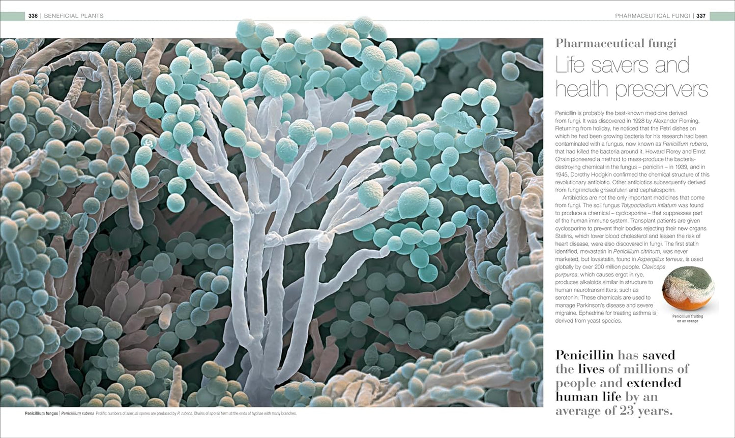 Plants and Fungi: The Definitive Visual Guide - DK Definitive Visual Encyclopedias (Hardback)
