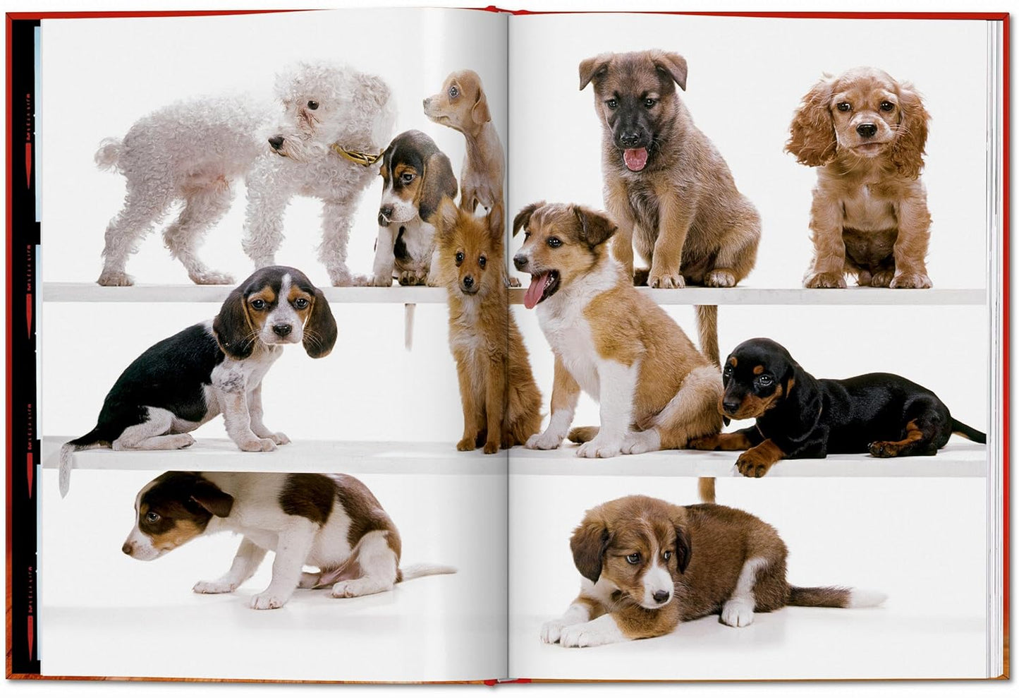 Walter Chandoha. Dogs. Photographs 1941–1991 (Hardback)