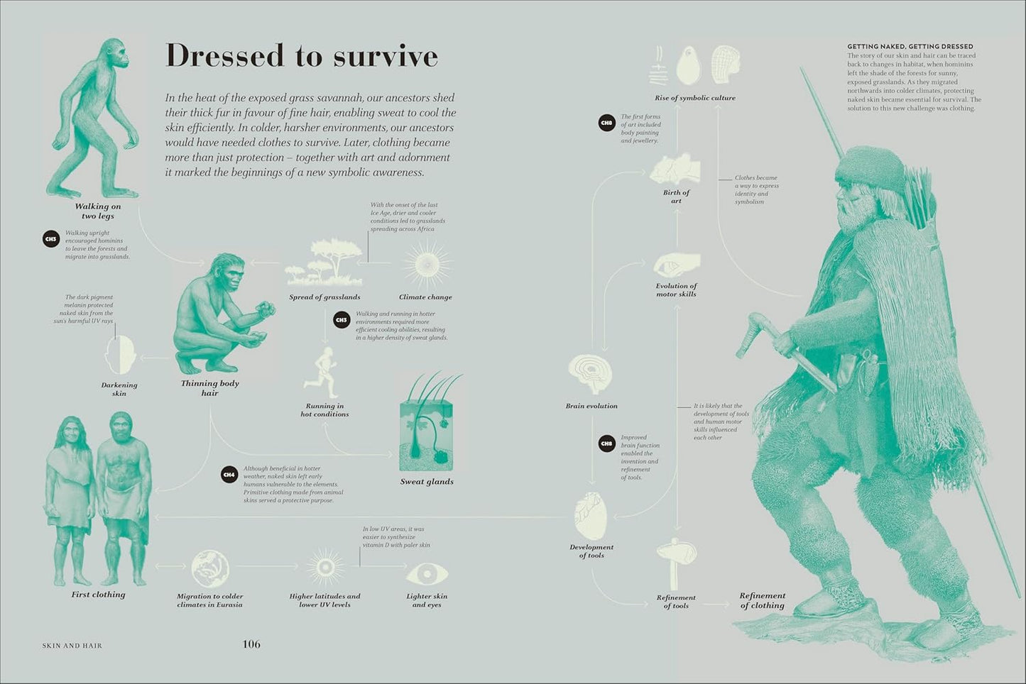 Humans: The Evolution of a Species (Hardback)