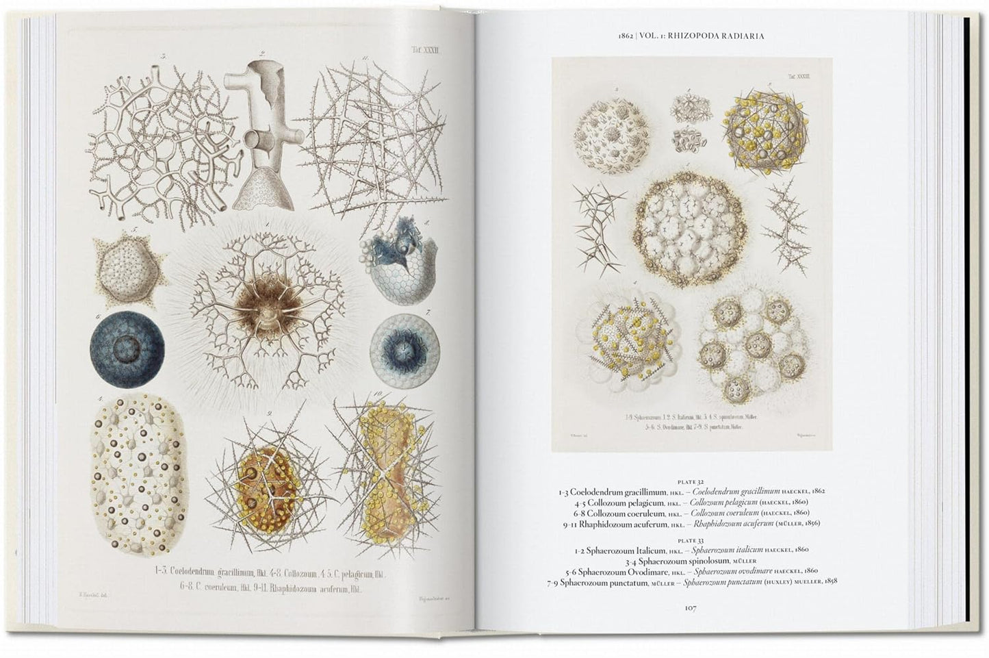 The Art and Science of Ernst Haeckel. 45th Ed. - 45th Edition (Hardback)