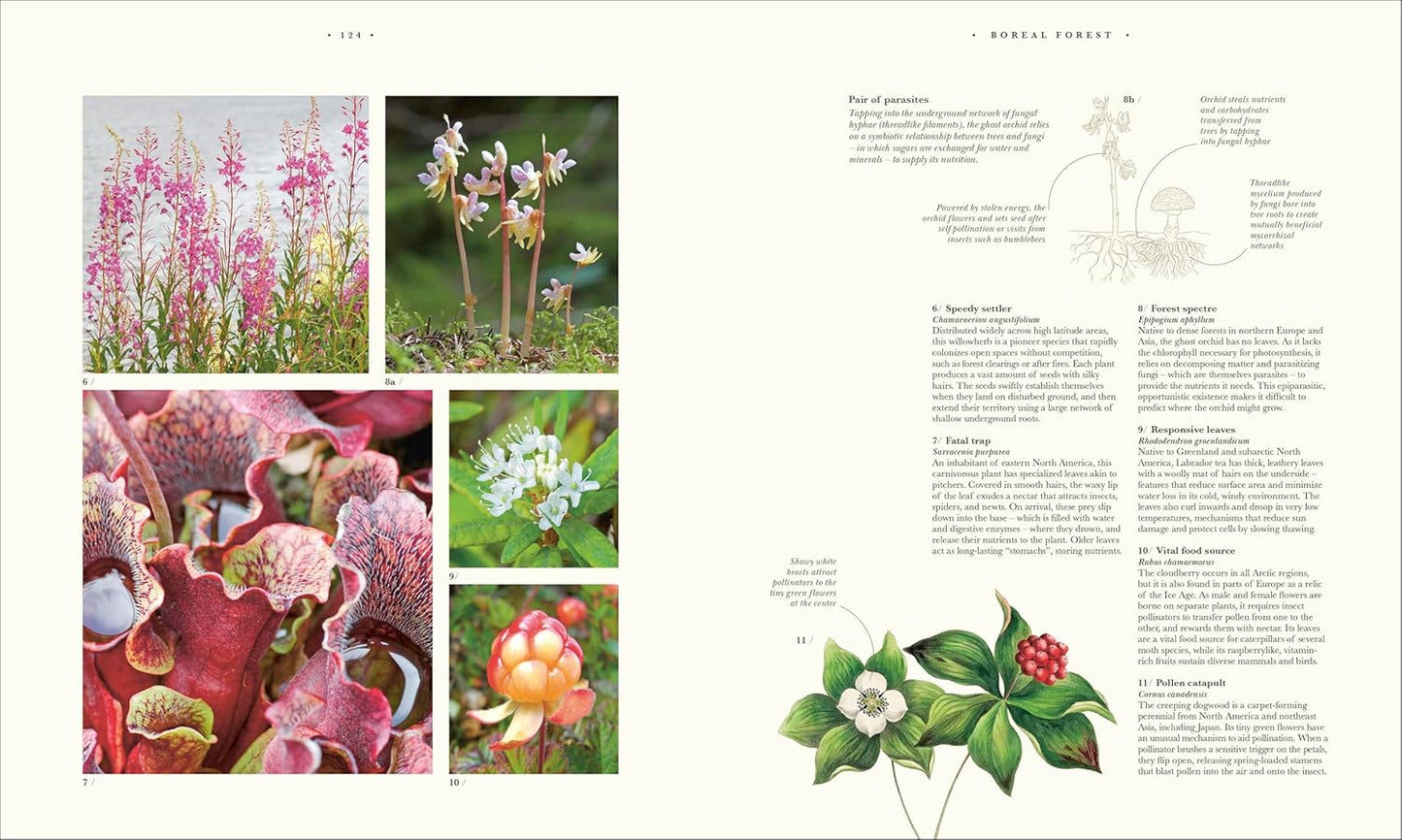 Atlas of Botany: An Exploration of Plants Across Time and Around the World (Hardback)