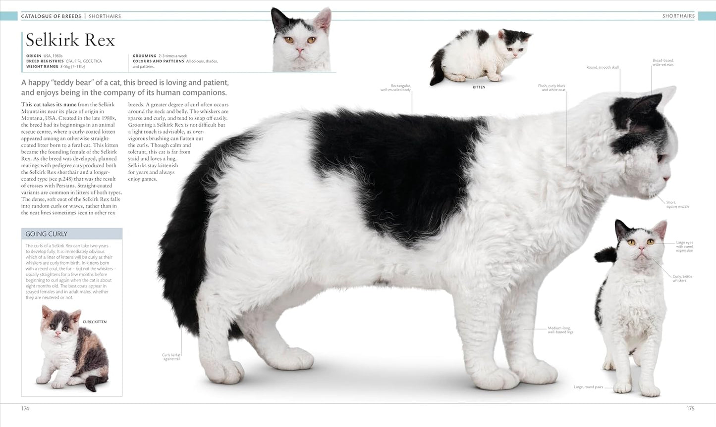 The Cat Encyclopedia: The Definitive Visual Guide - DK Pet Encyclopedias (Hardback)
