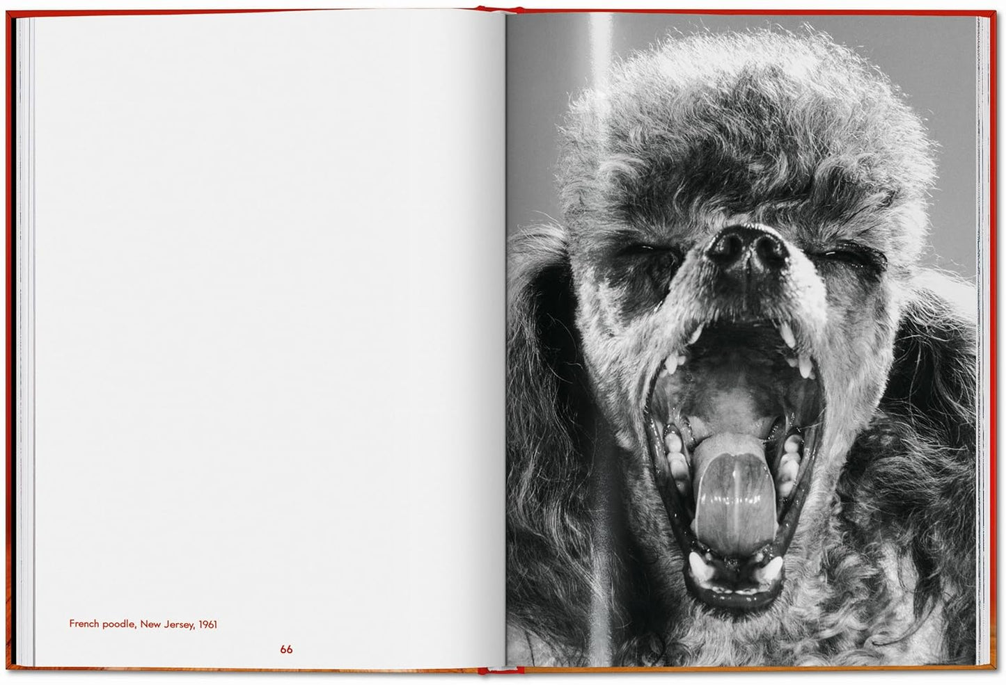 Walter Chandoha. Dogs. Photographs 1941–1991 (Hardback)