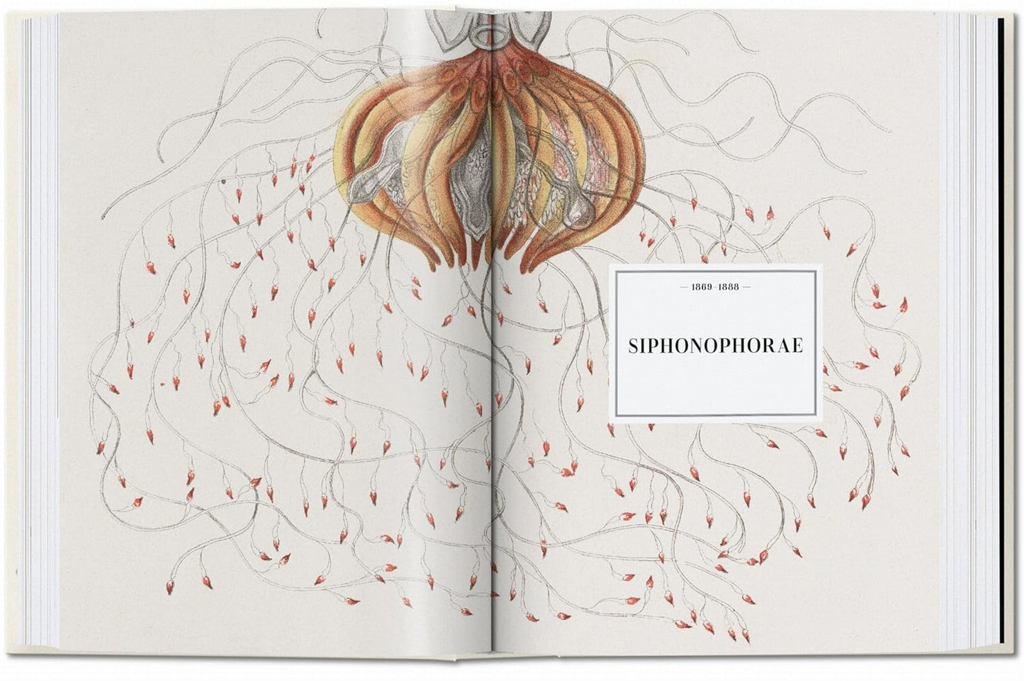 The Art and Science of Ernst Haeckel. 45th Ed. - 45th Edition (Hardback)