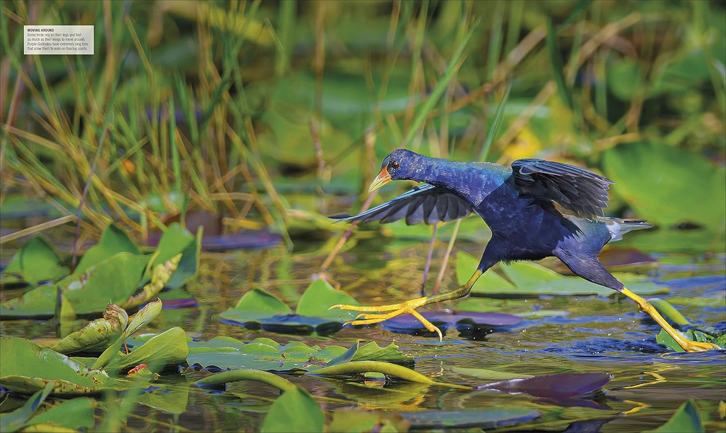 Bird: The Definitive Visual Guide - DK Definitive Visual Encyclopedias (Hardback)