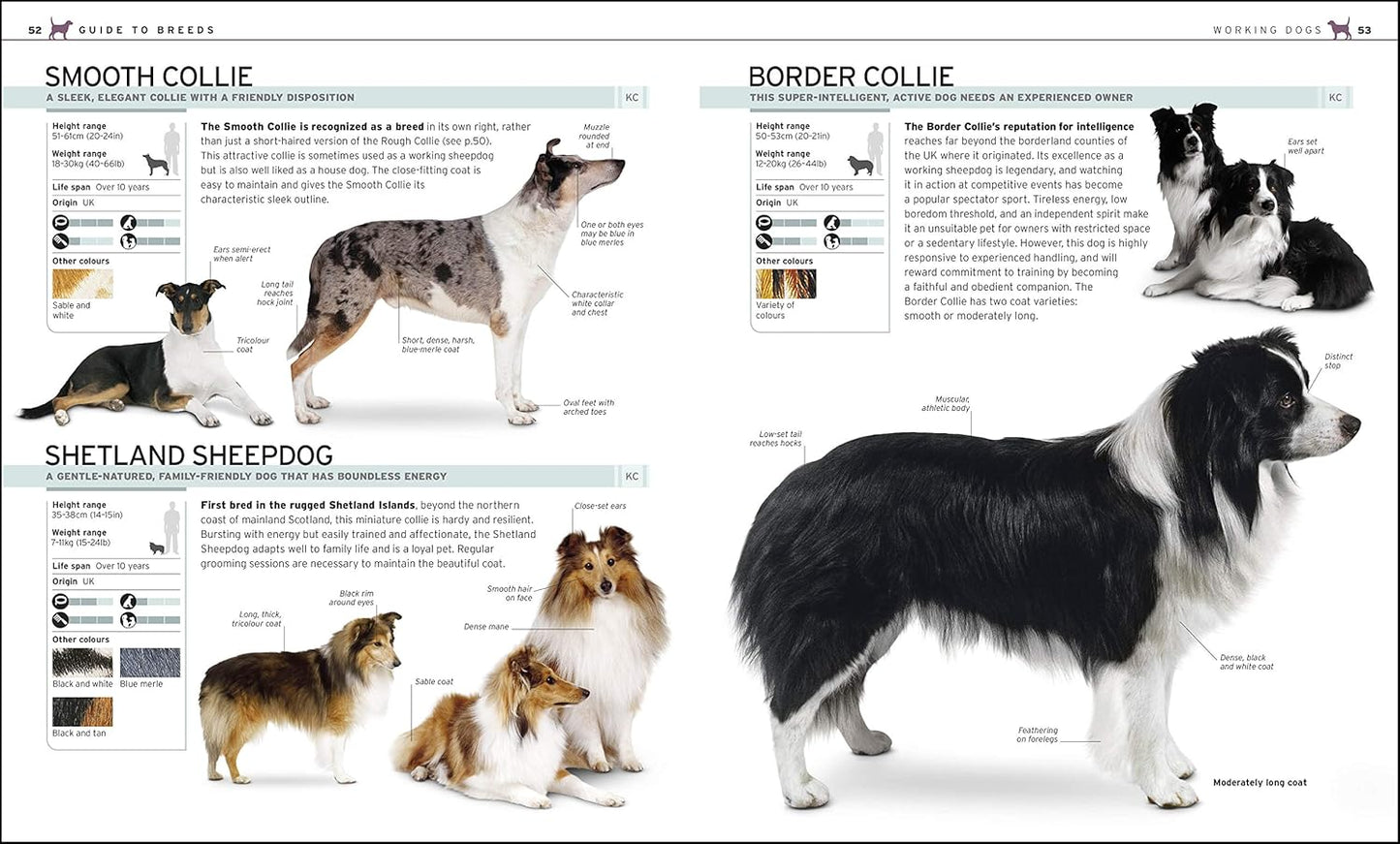 The Complete Dog Breed Book: Choose the Perfect Dog for You - DK Pet Breed Guides (Hardback)