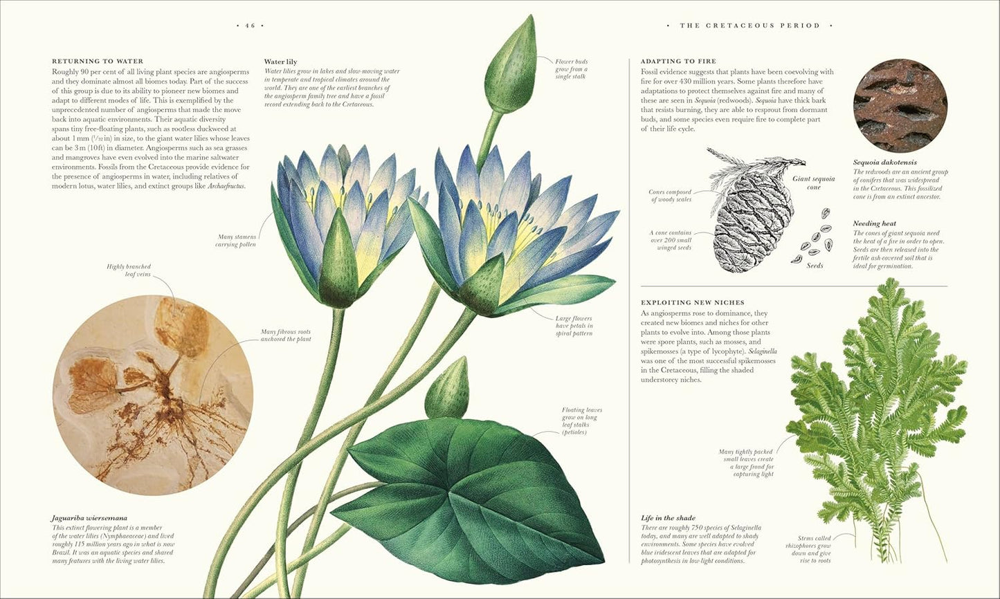 Atlas of Botany: An Exploration of Plants Across Time and Around the World (Hardback)