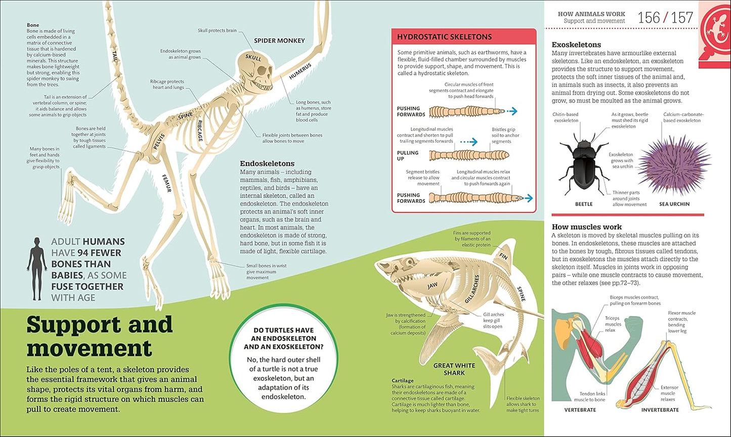 How Biology Works: The Facts Visually Explained - DK How Stuff Works (Hardback)