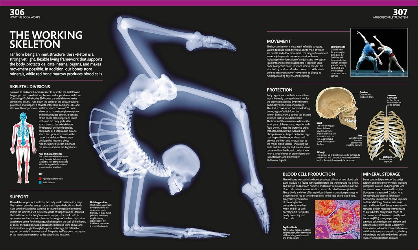 The Complete Human Body: The Definitive Visual Guide - DK Human Body Guides (Hardback)