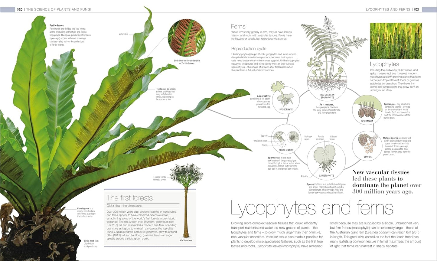 Plants and Fungi: The Definitive Visual Guide - DK Definitive Visual Encyclopedias (Hardback)