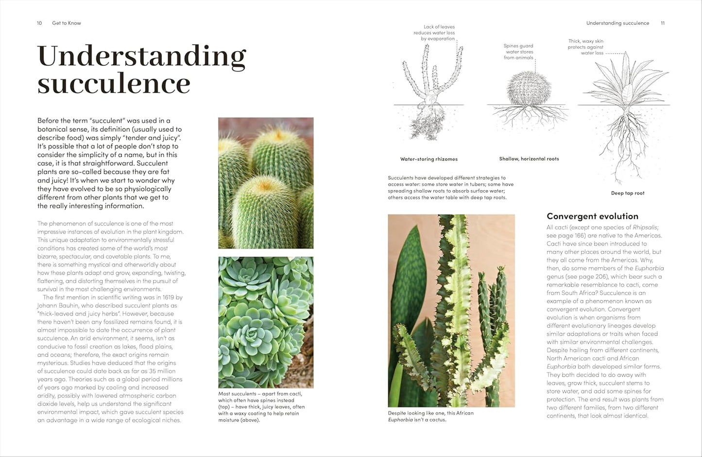 Cacti and Succulents: The Plant Rescuer's On-point Advice to Keep Your Plants Looking Sharp (Hardback)